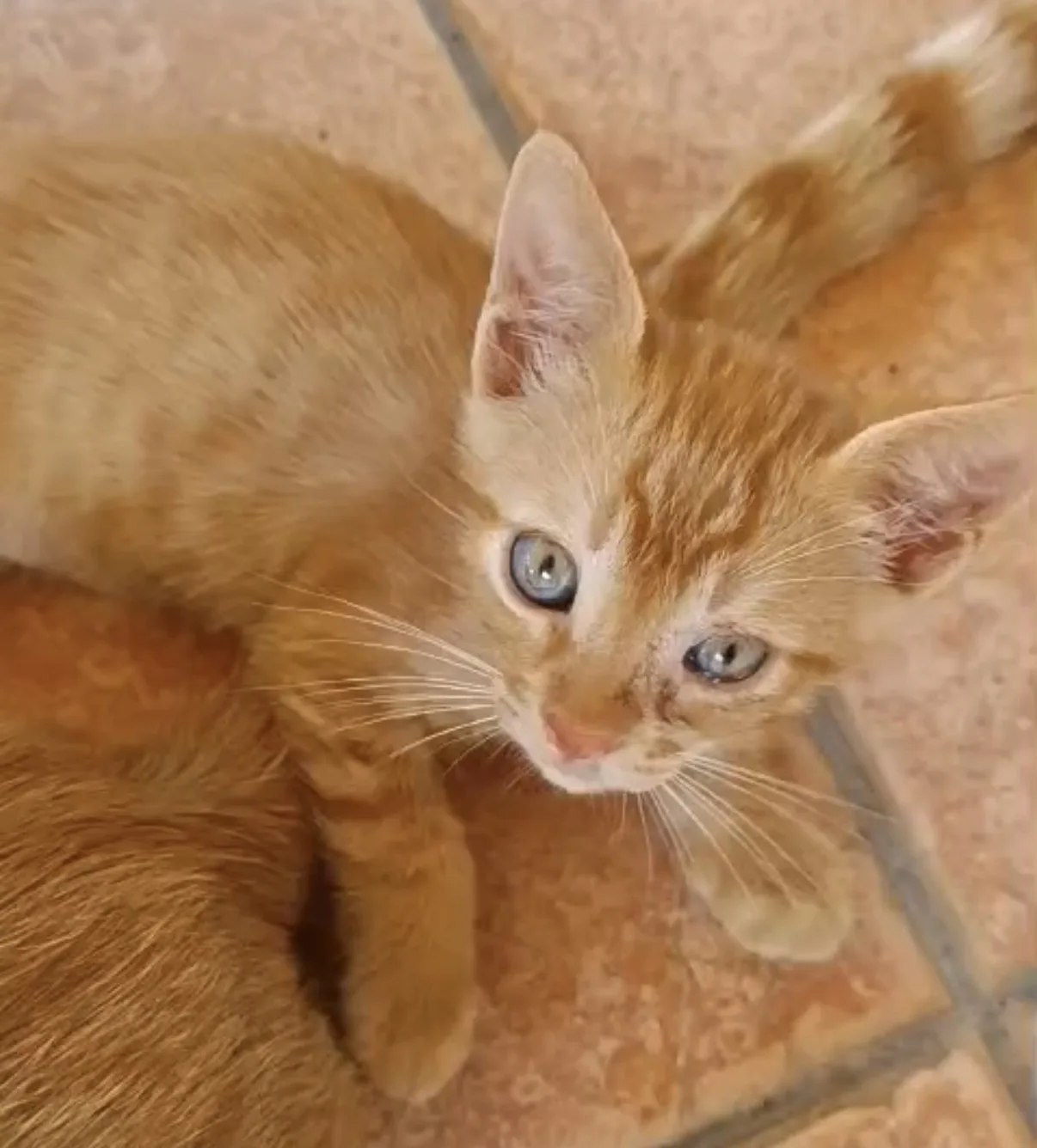 Ginger, gatto Europeo in adozione a Vibo Valentia - foto 1