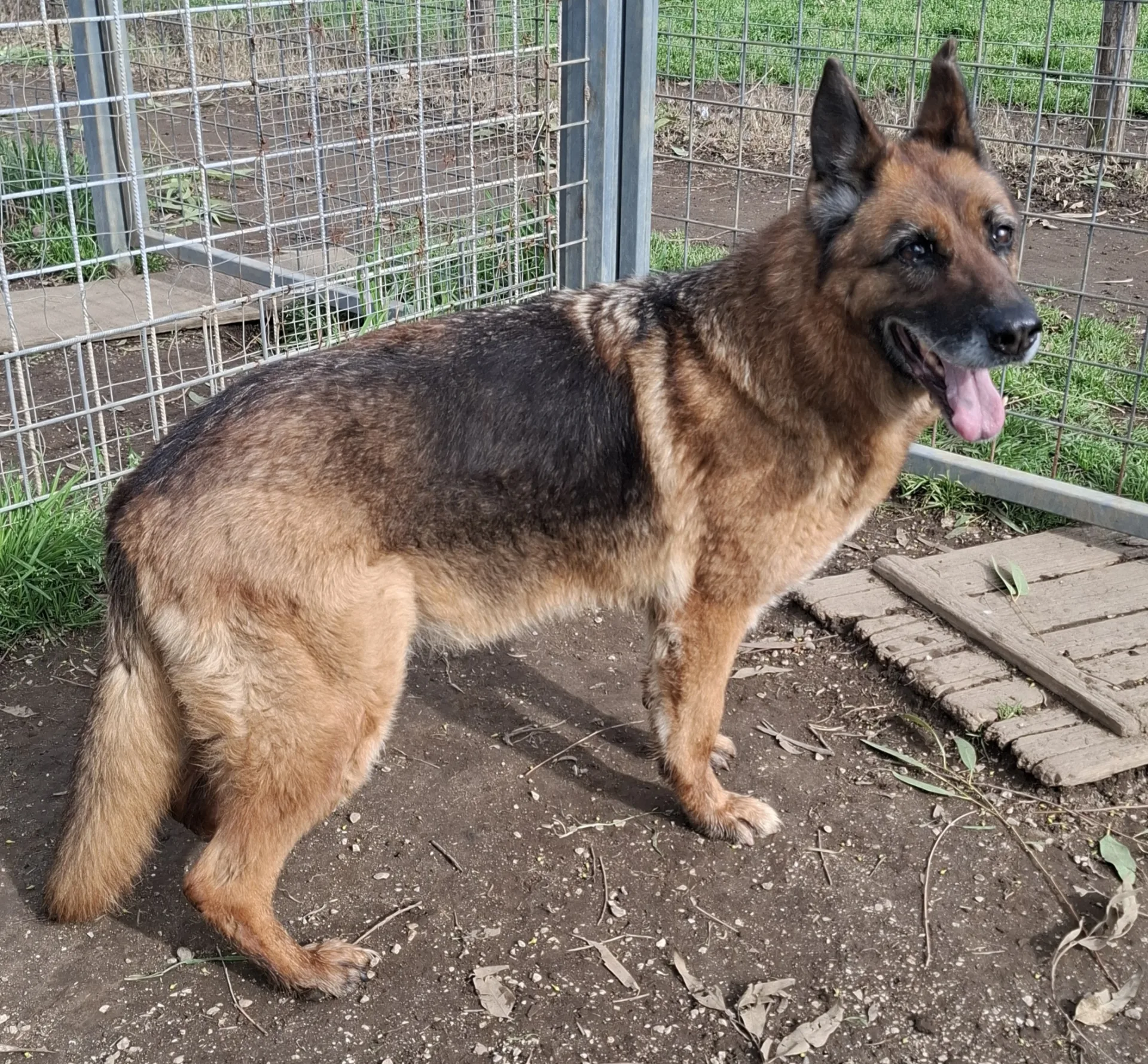 Nora, cane Pastore tedesco in adozione a Napoli - foto 2