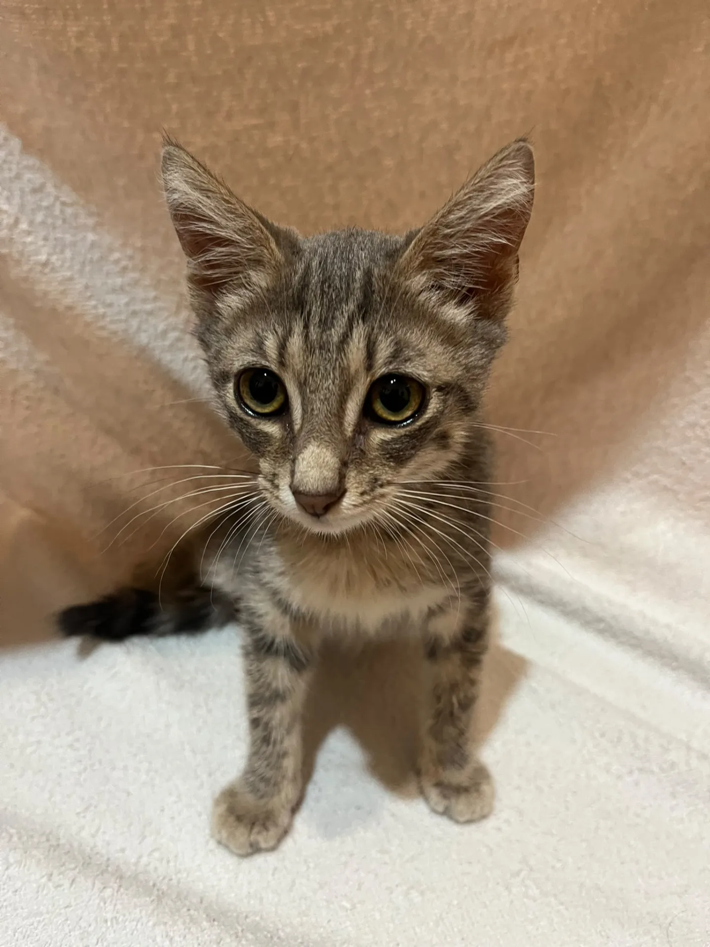 Mina, gatto Europea in adozione a Roma