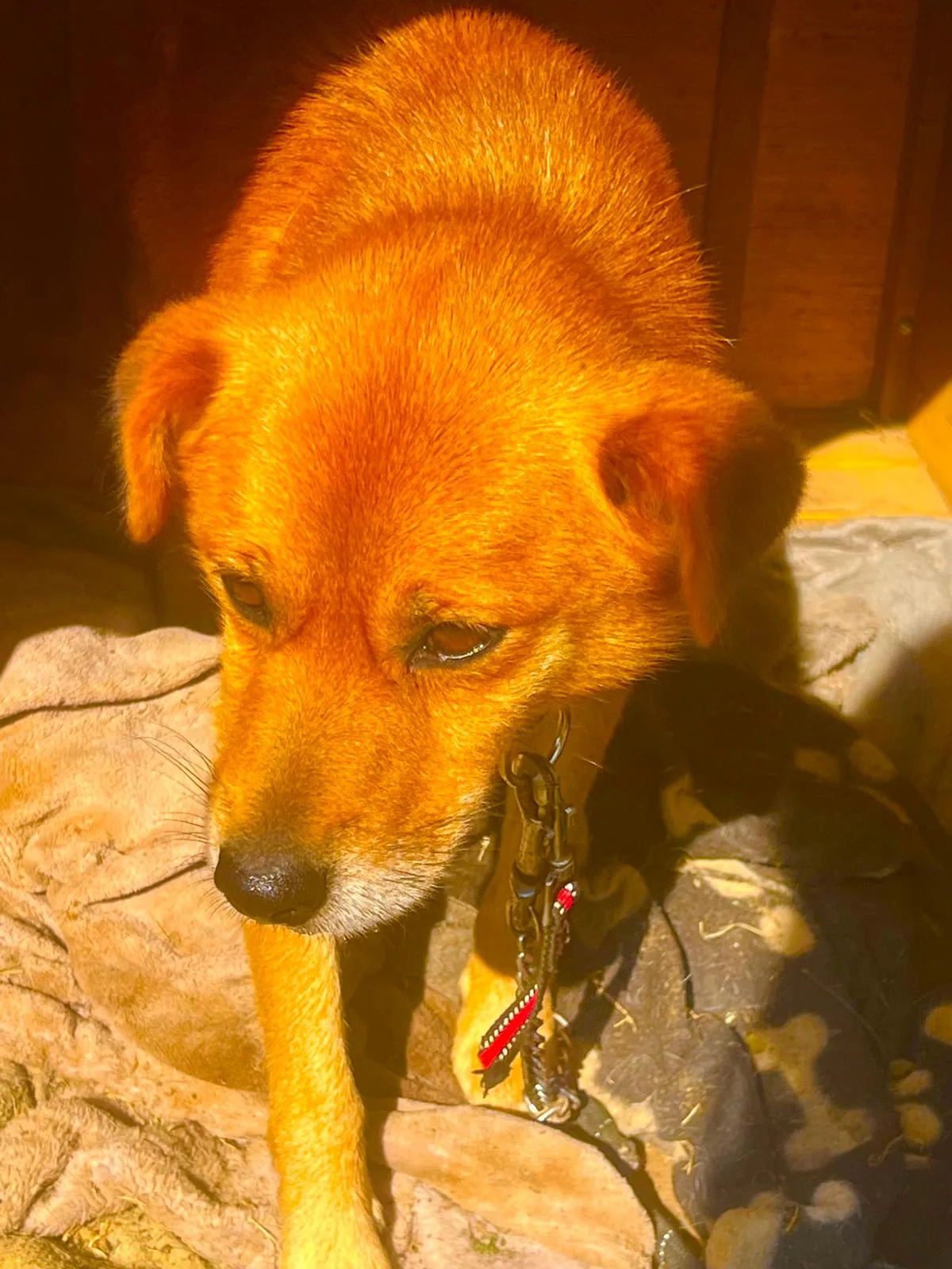 Leo, cane Meticcio in adozione a Roma