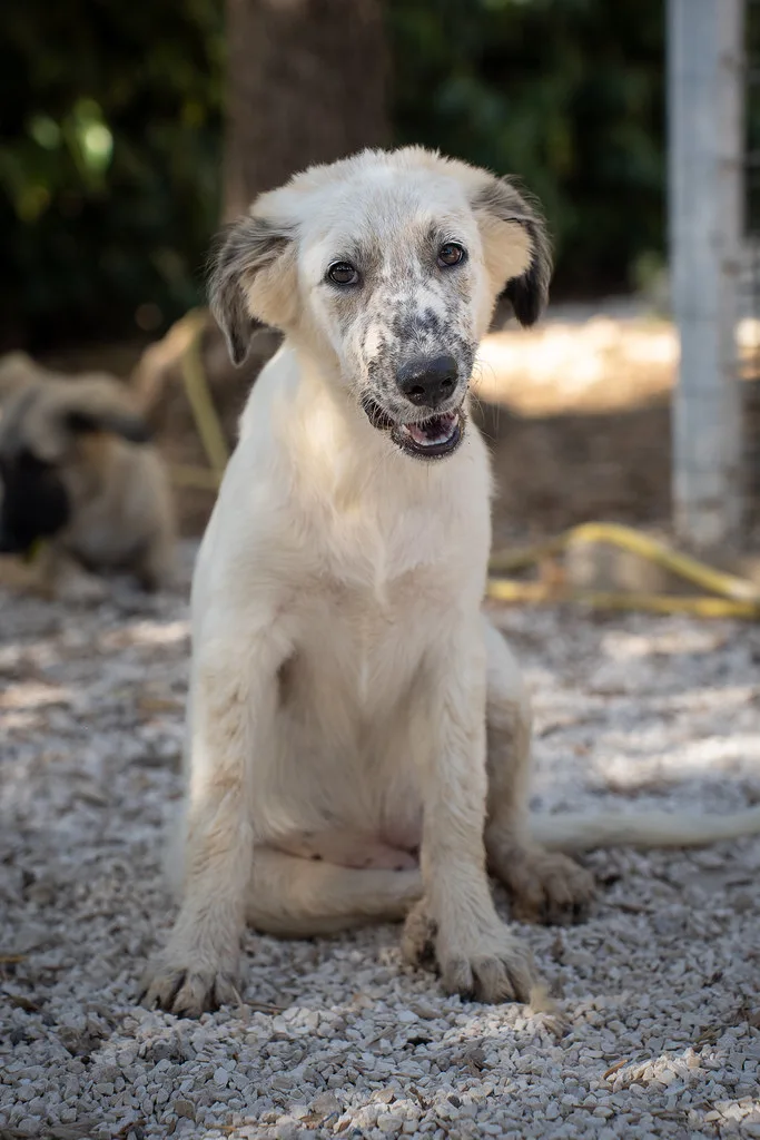 Katia, cane Meticcio in adozione a Bari
