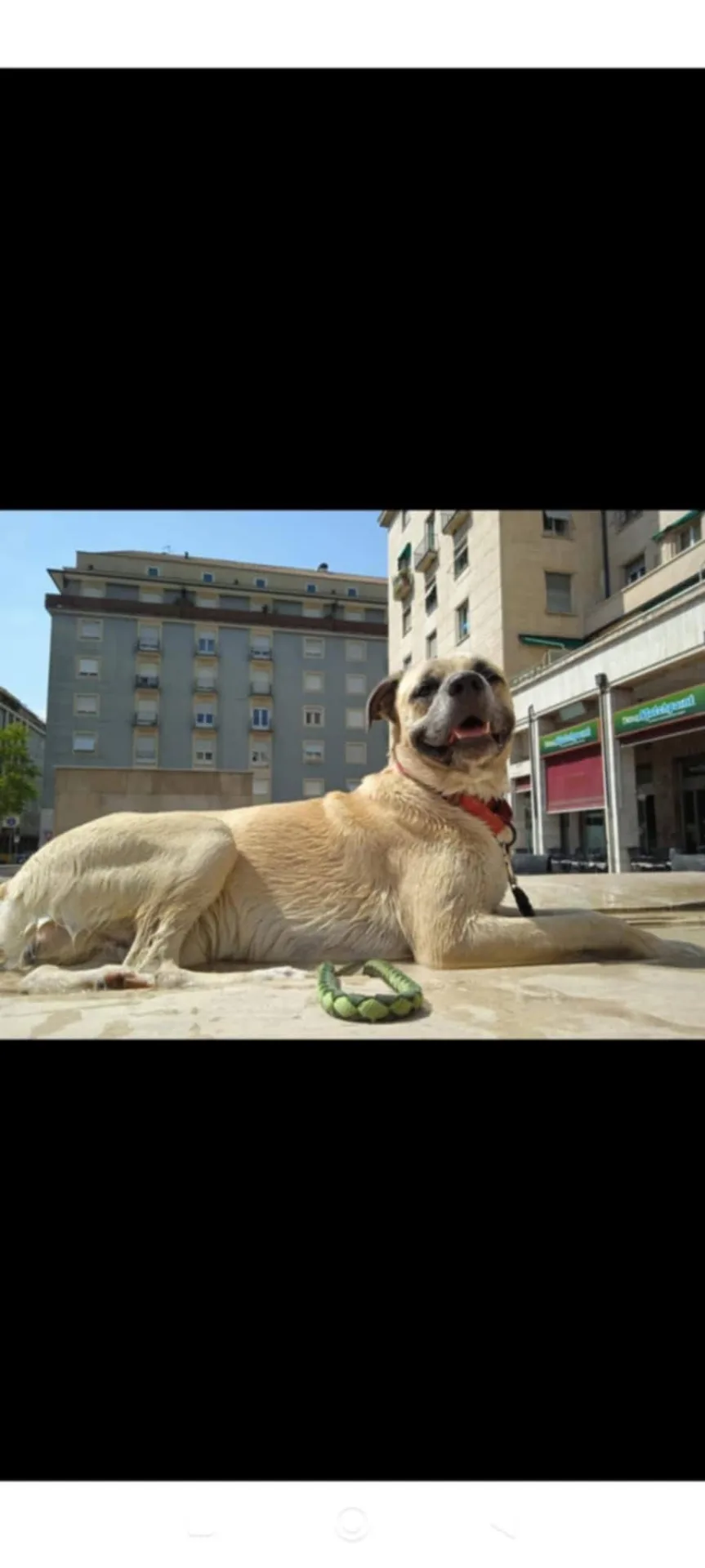 Sonny, cane Meticcio in adozione a Bolzano - foto 3