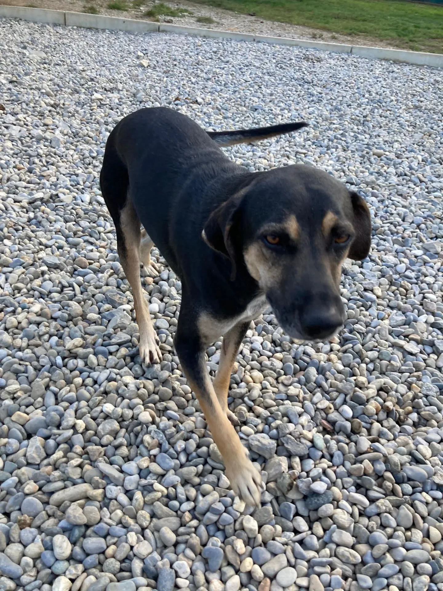 Cry, cane Meticcio in adozione a Lecco - foto 4