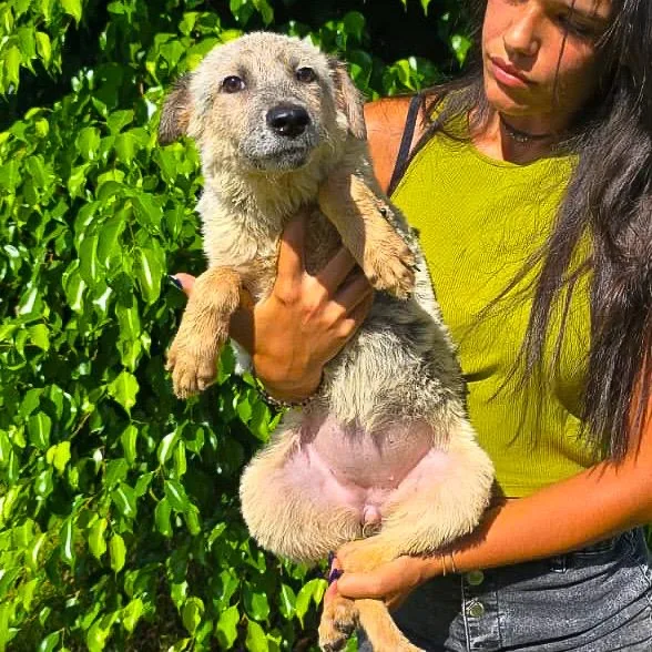 Livia, cane Meticcio in adozione a Crotone - foto 3