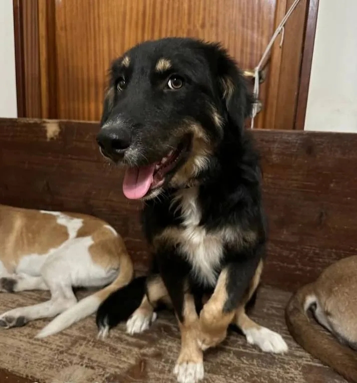 Nico, cane meticcio in adozione a Latina