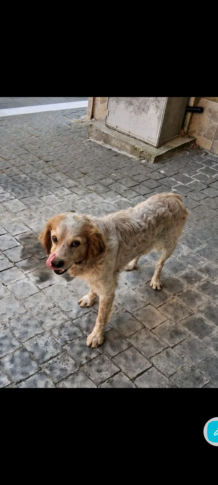 Buddy, cane Mix Breton in adozione a Treviso - foto 1