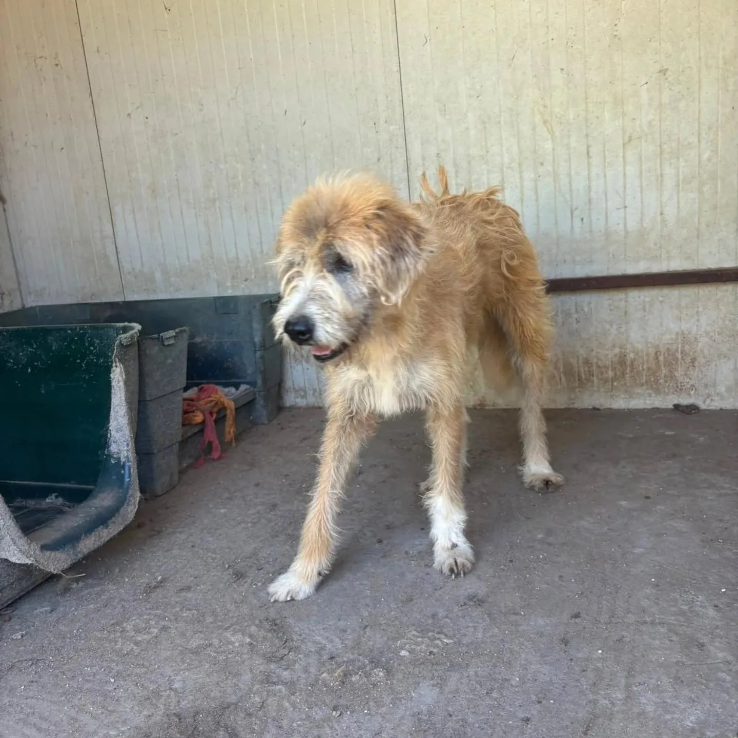 Lollo, cane meticcio in adozione a Latina - foto 4