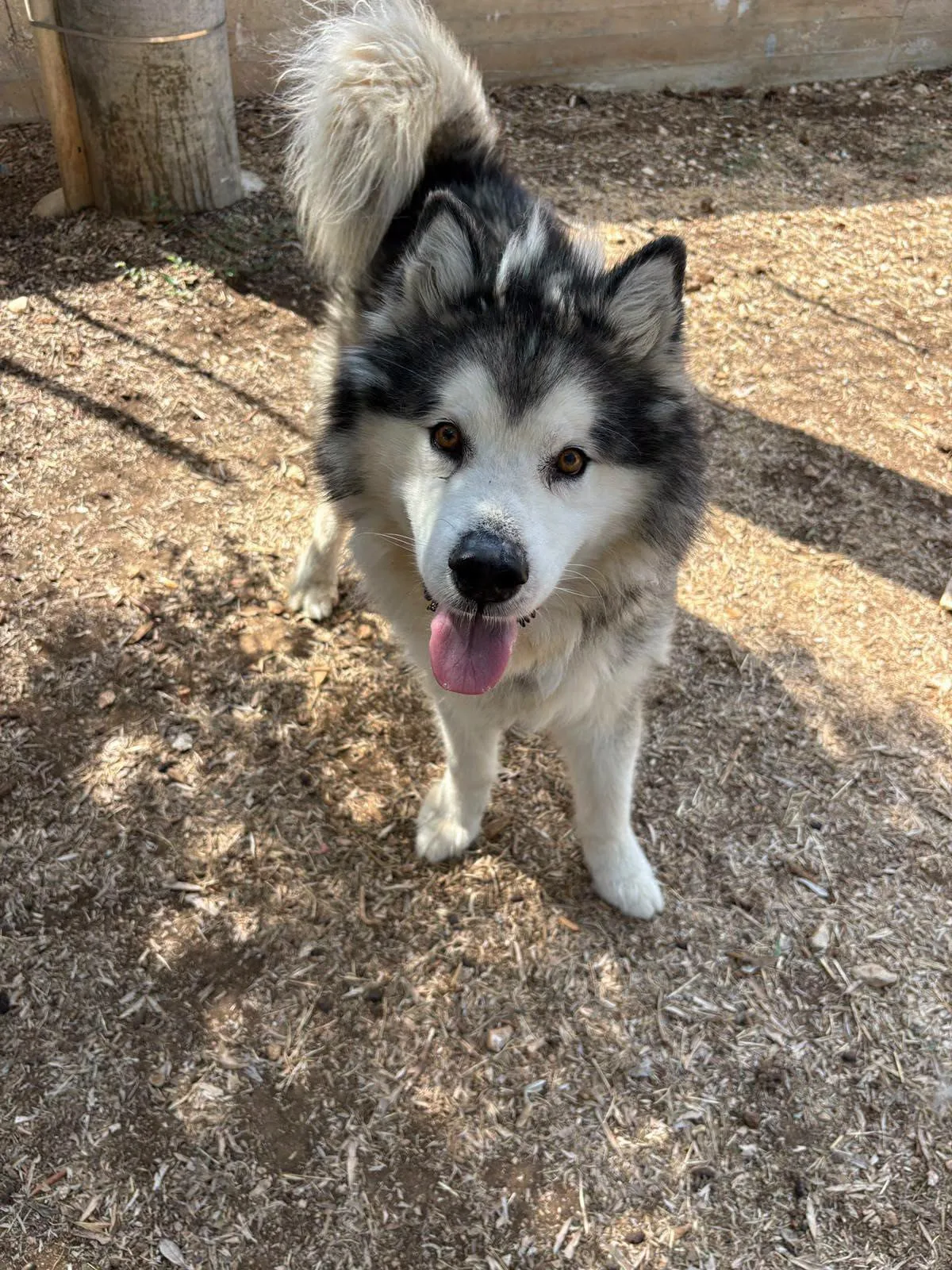 Igor, cane Alaska malamute in adozione a Bari - foto 2