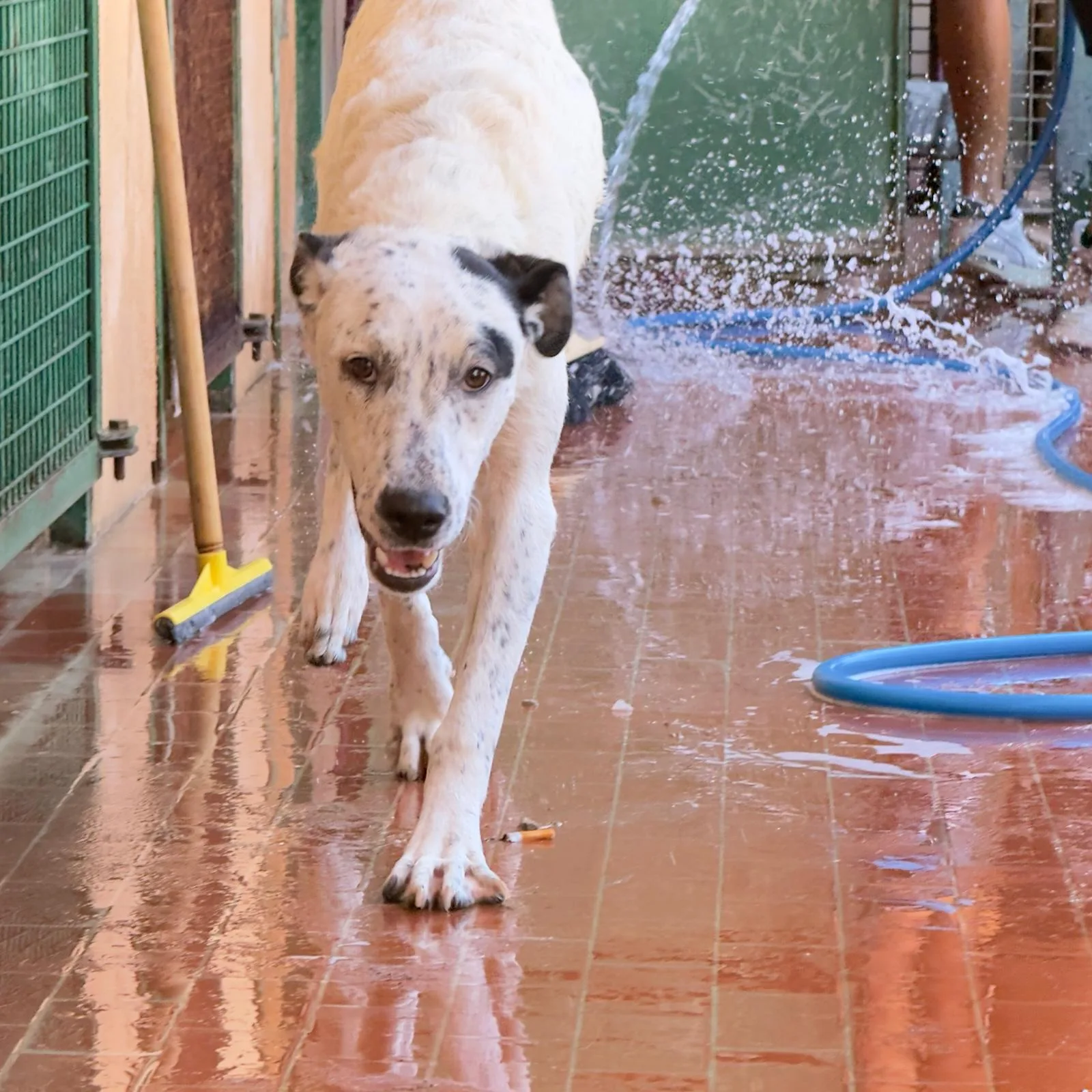 Dasy, cane Meticcio in adozione a Trapani - foto 4