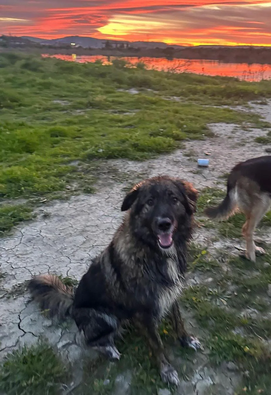 Mia, cane Meticcio in adozione a Crotone - foto 4