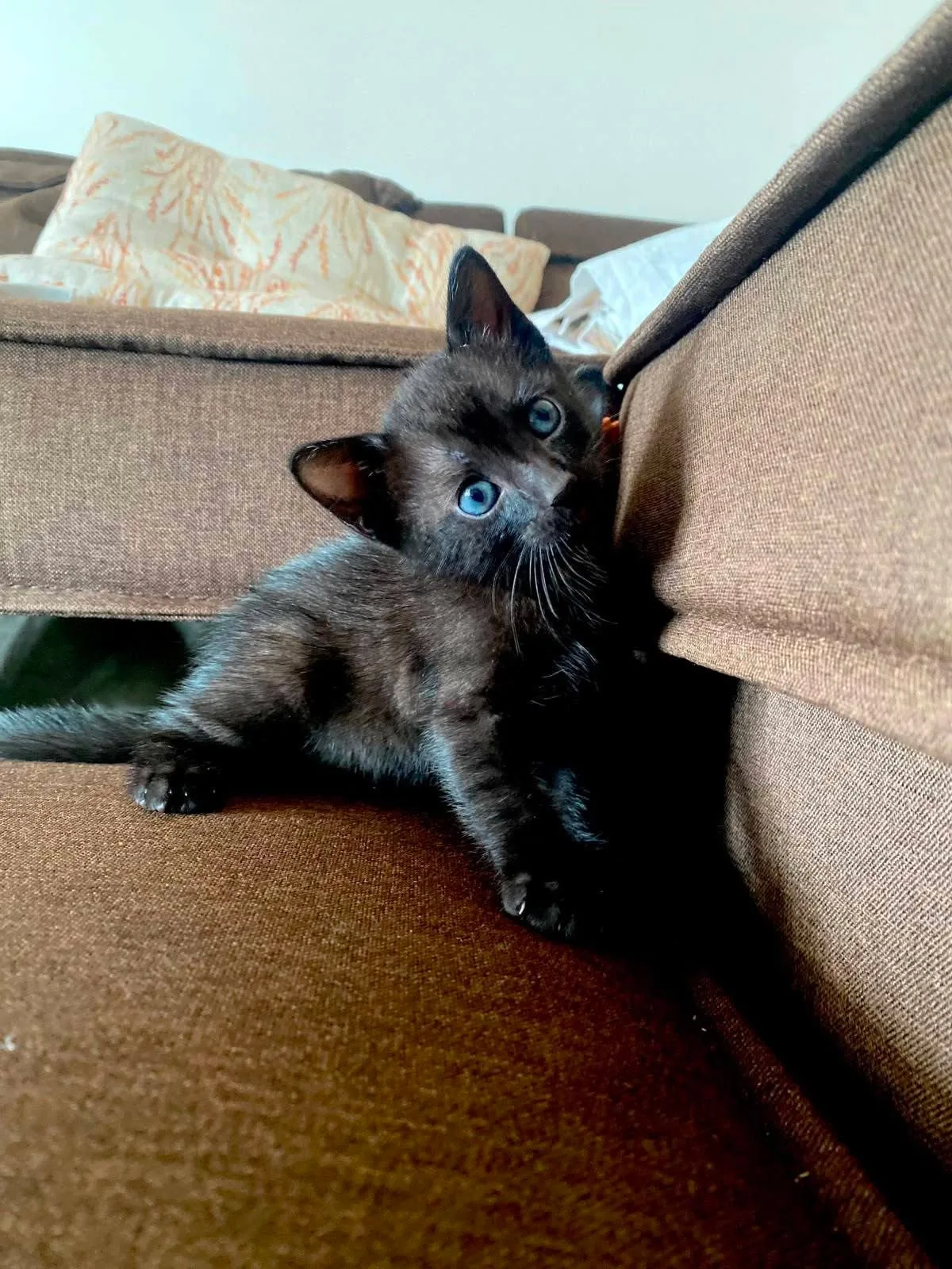 I tre moschettieri, gatto Europeo in adozione a Vibo Valentia - foto 2