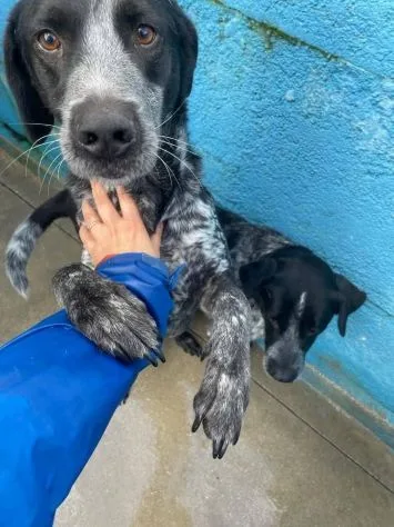 Max e Morgan, cane meticcio in adozione a Latina