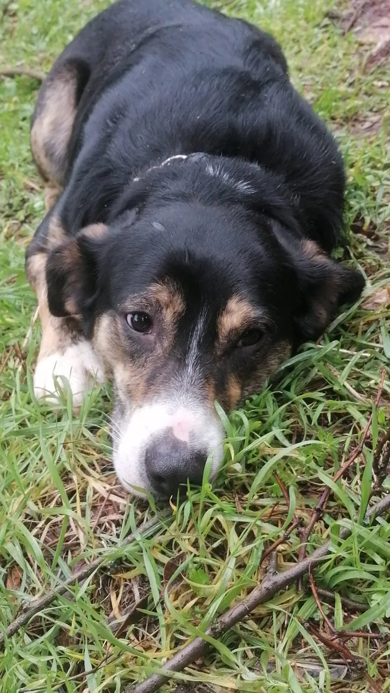 Foto 1 di Tiziano, cane Meticcio in adozione