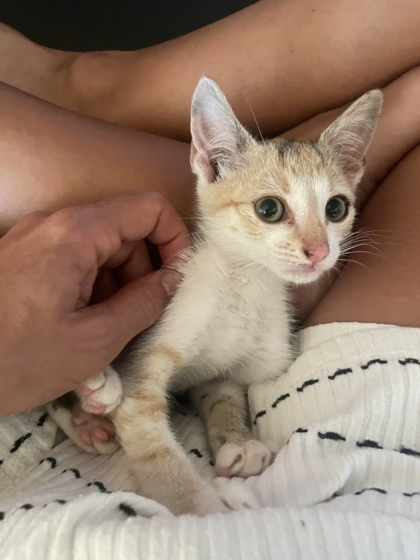 Foto 1 di Astra, gatto Meticcio in adozione