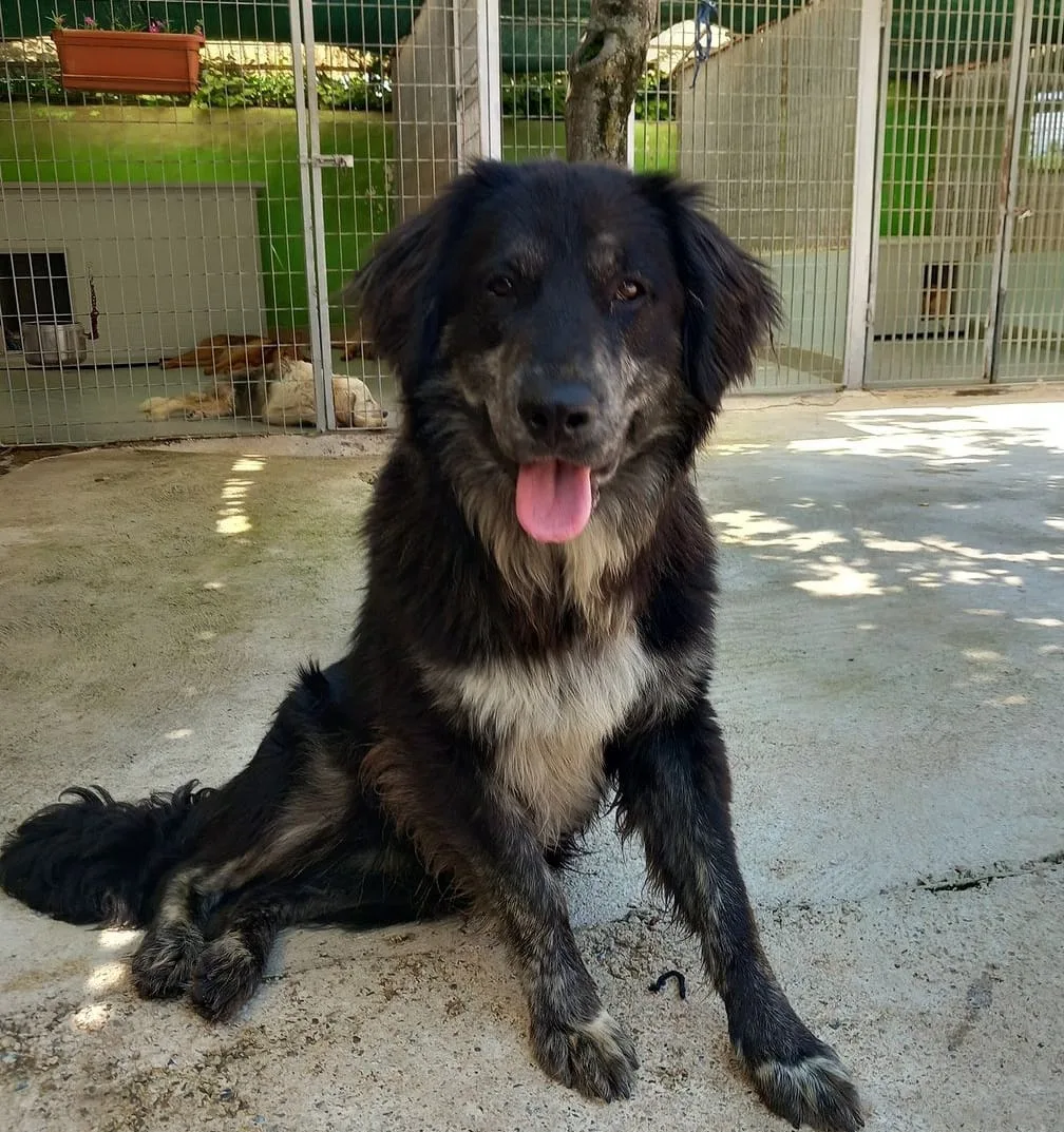 Orso, cane Meticcio in adozione a Torino - foto 3