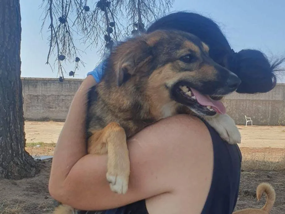 Brenda, cane Meticcio in adozione a Crotone - foto 2