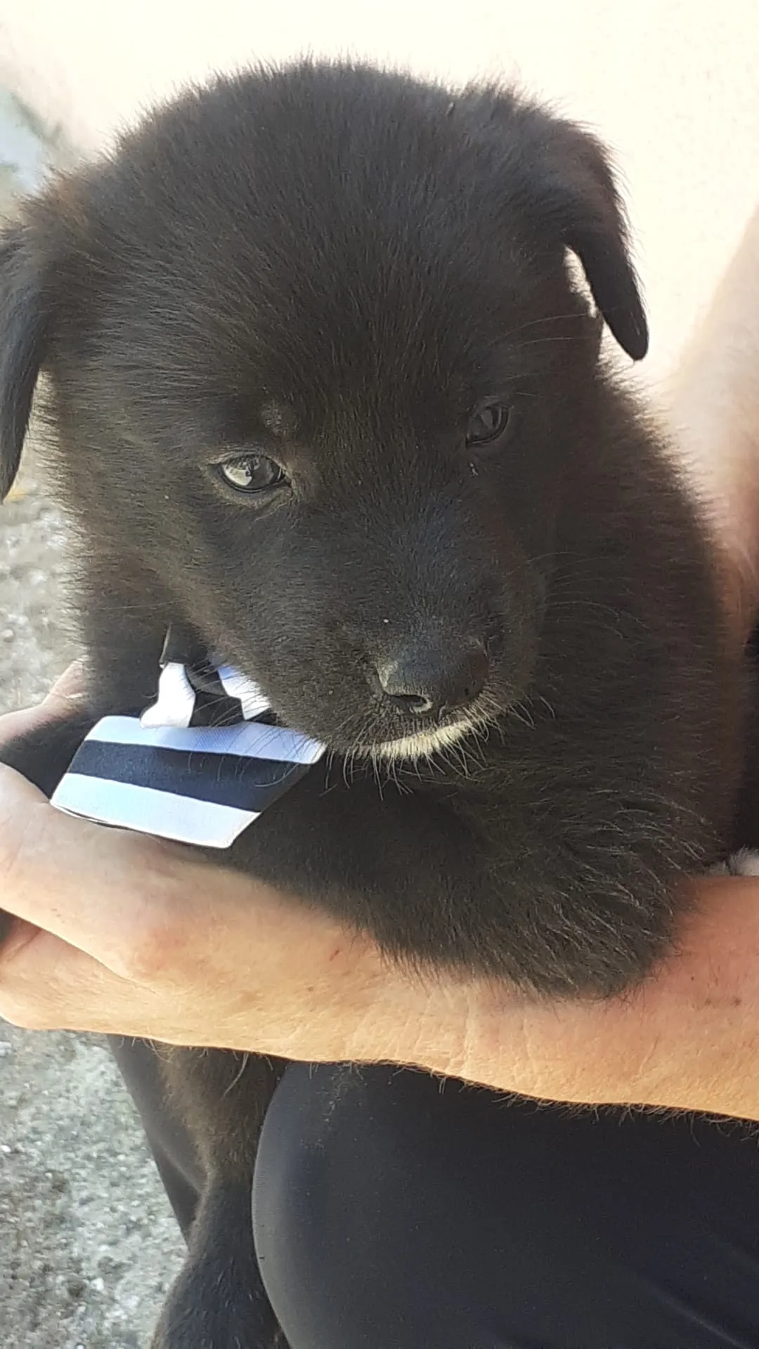 Brando, cane Meticcio in adozione a Salerno