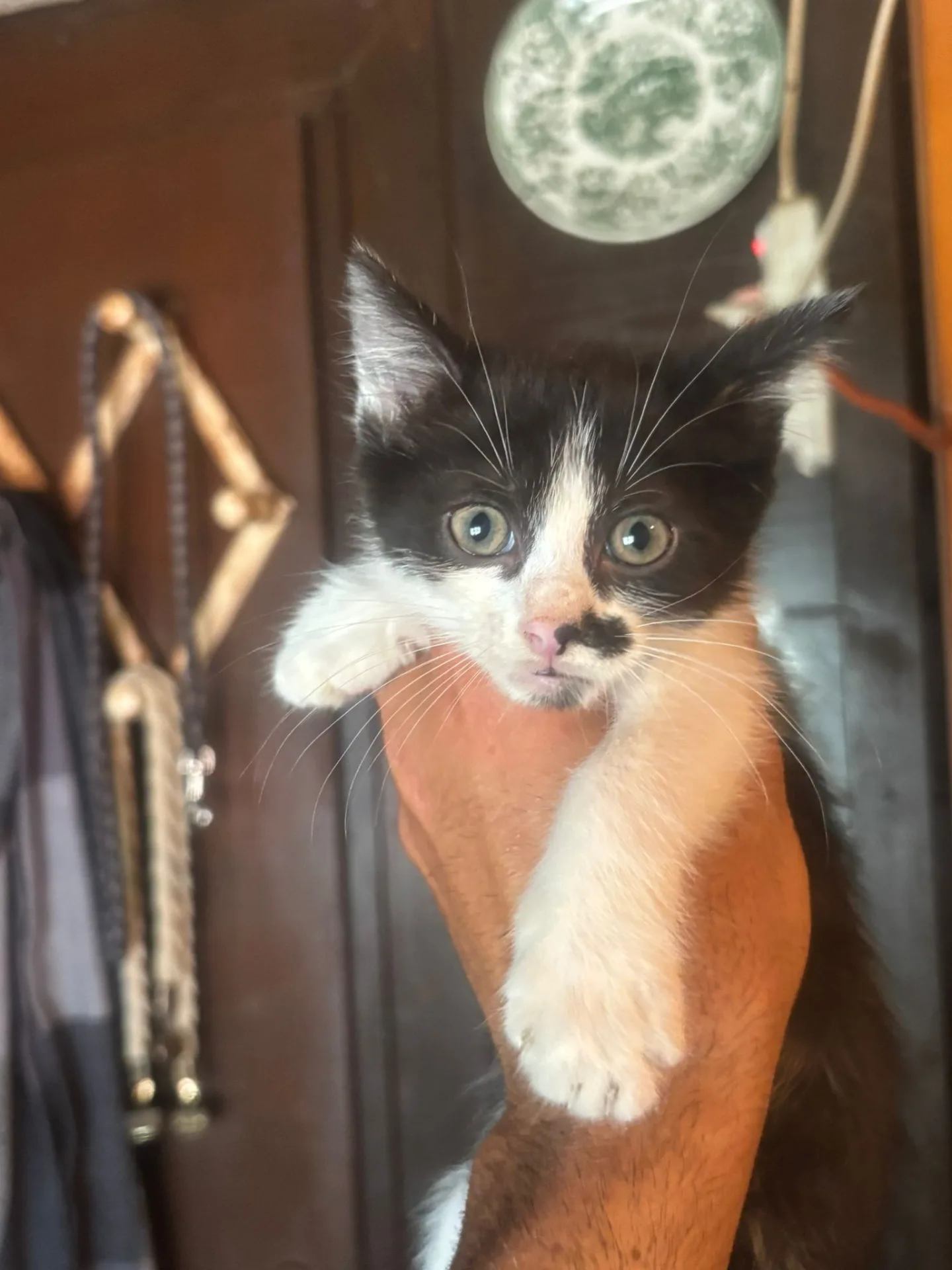 Michelino, gatto in adozione a Latina