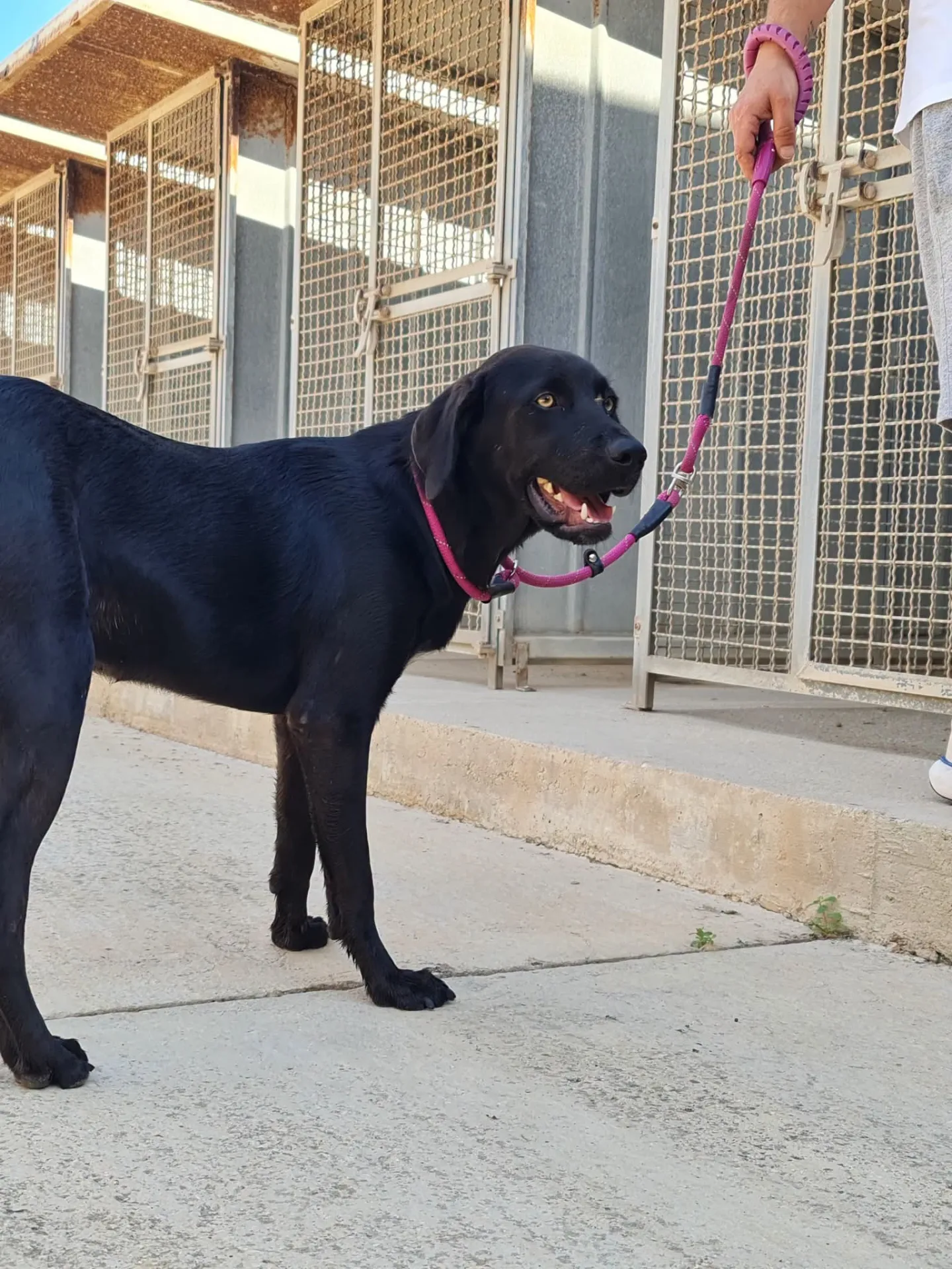Leonard, cane Meticcio in adozione a Trapani - foto 2