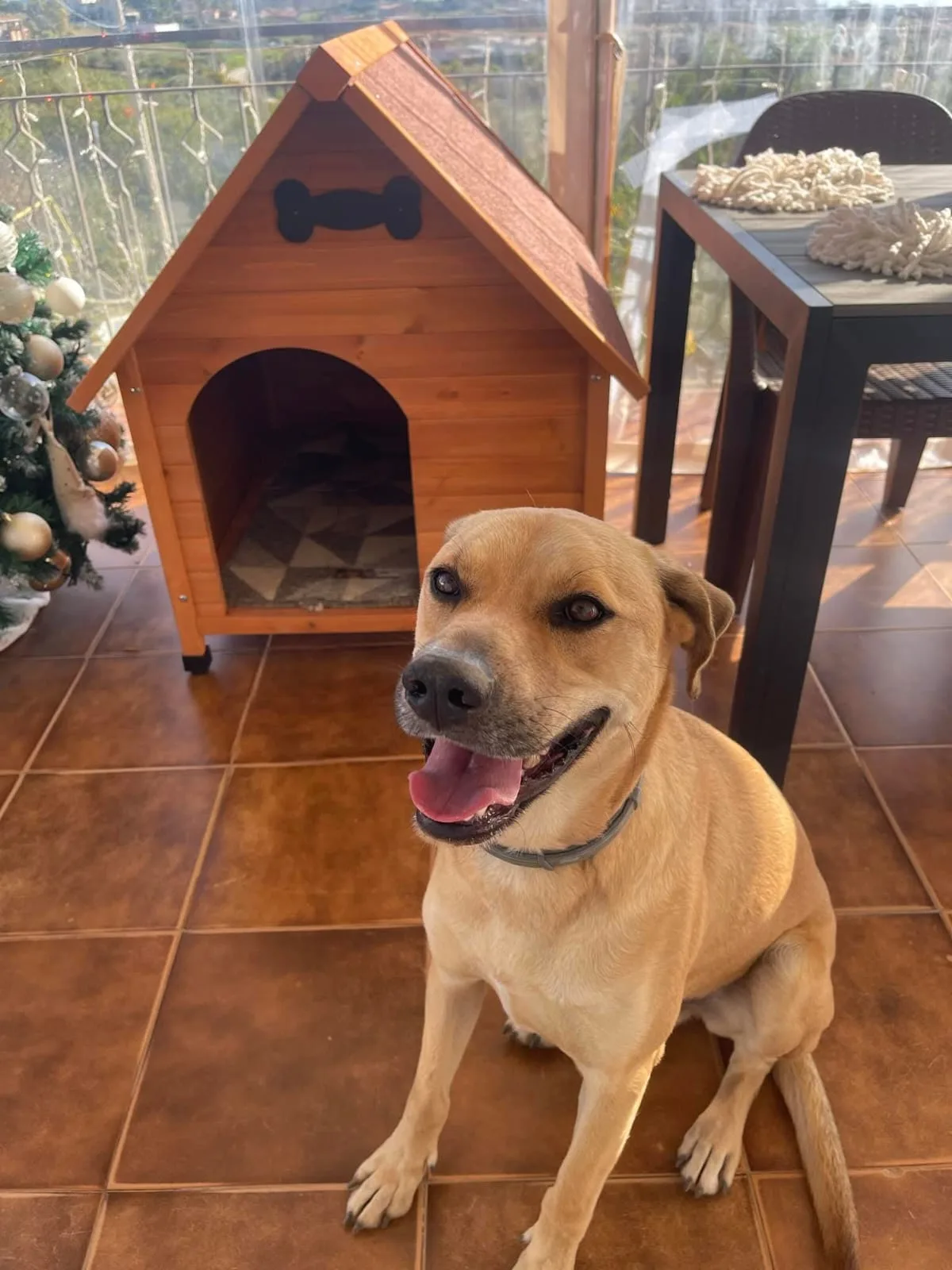 Whisky, cane Meticcio in adozione a Piacenza - foto 2