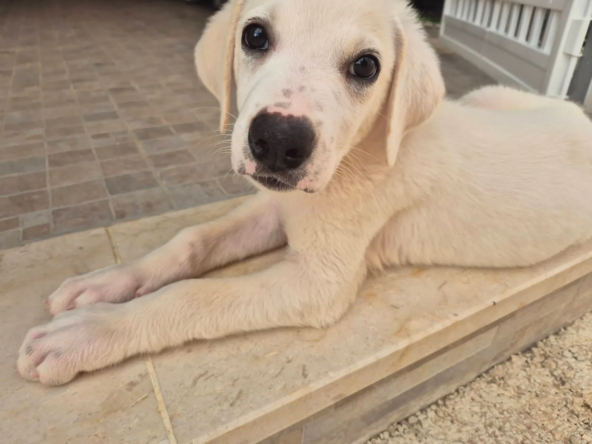 Olaf, cane in adozione a Trapani - foto 2