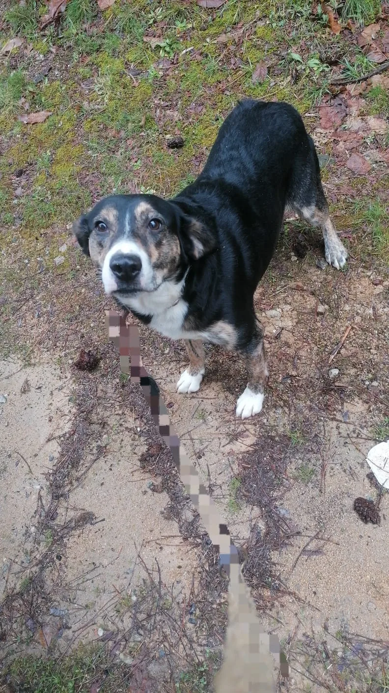 Foto 3 di Tiziano, cane Meticcio in adozione
