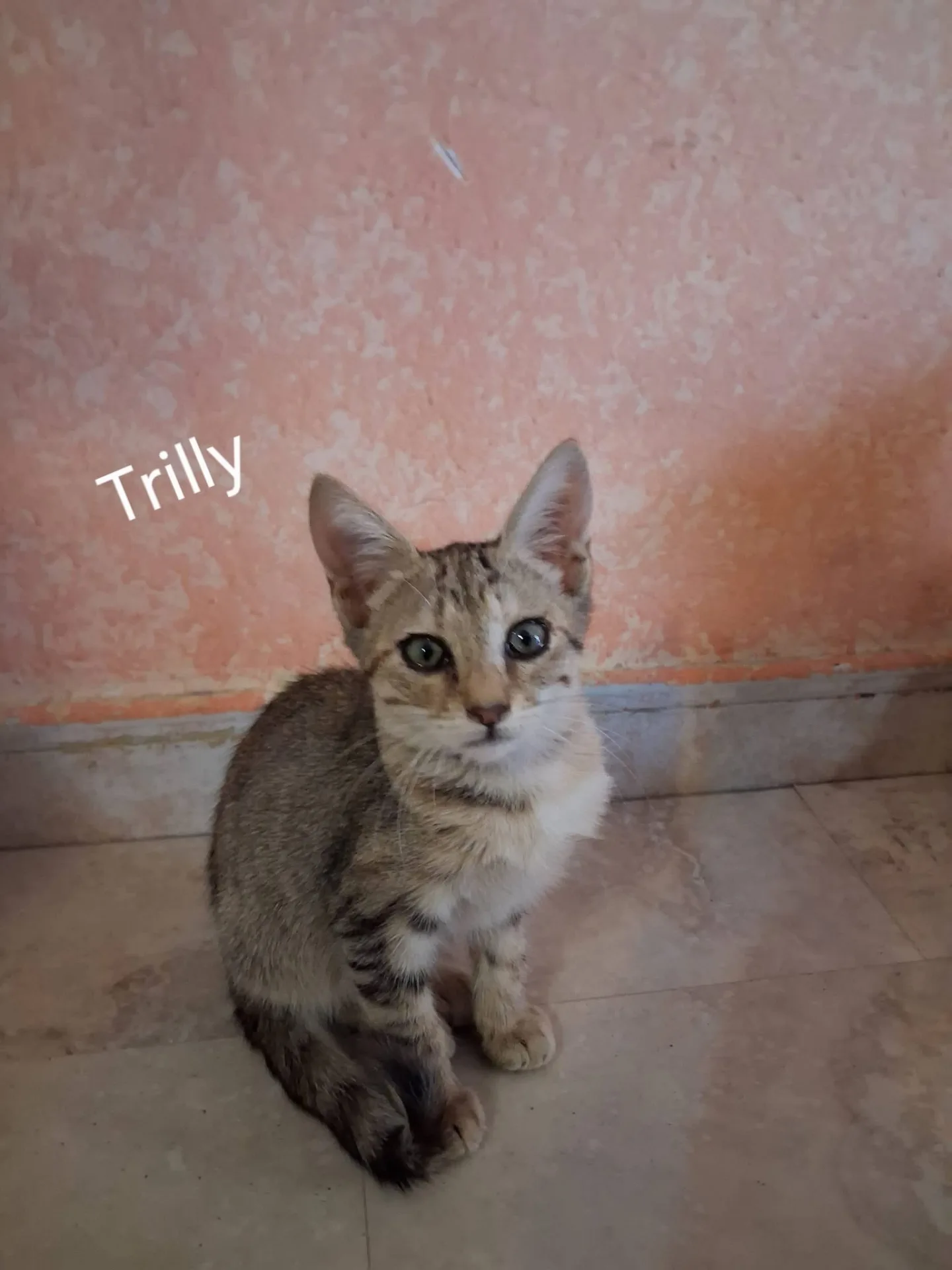 Trilly, gatto Europea in adozione a Siracusa - foto 2