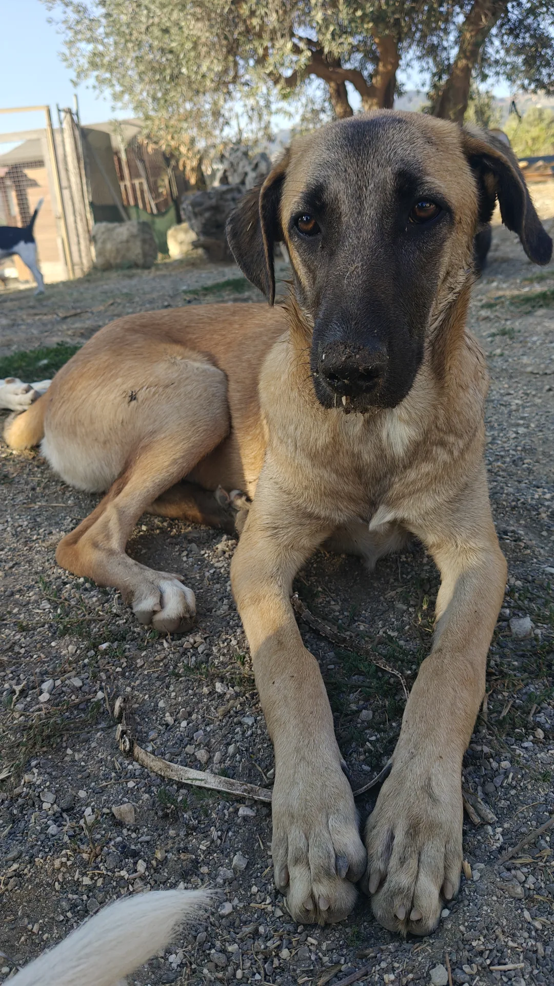 Molly dolcissima cucciola, cane Meticcio in adozione a Trapani - foto 2