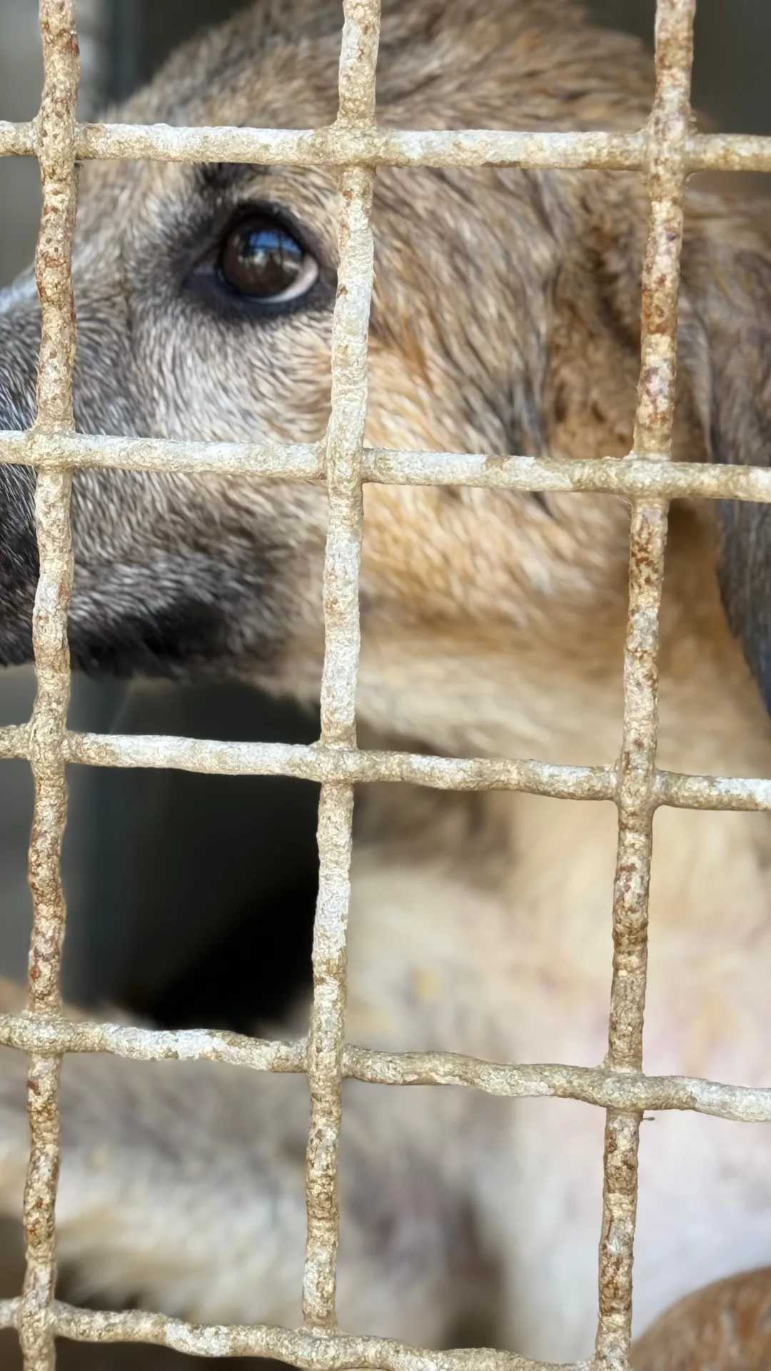 Lilla, cane Meticcio in adozione a Trapani - foto 5