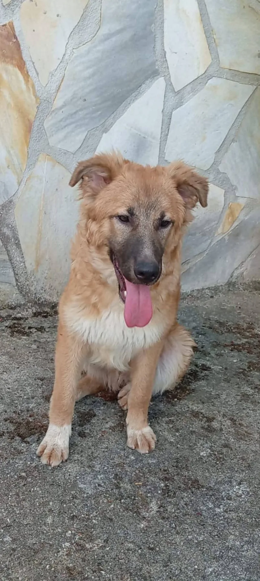Foto 3 di Tonino, cane Meticcio in adozione