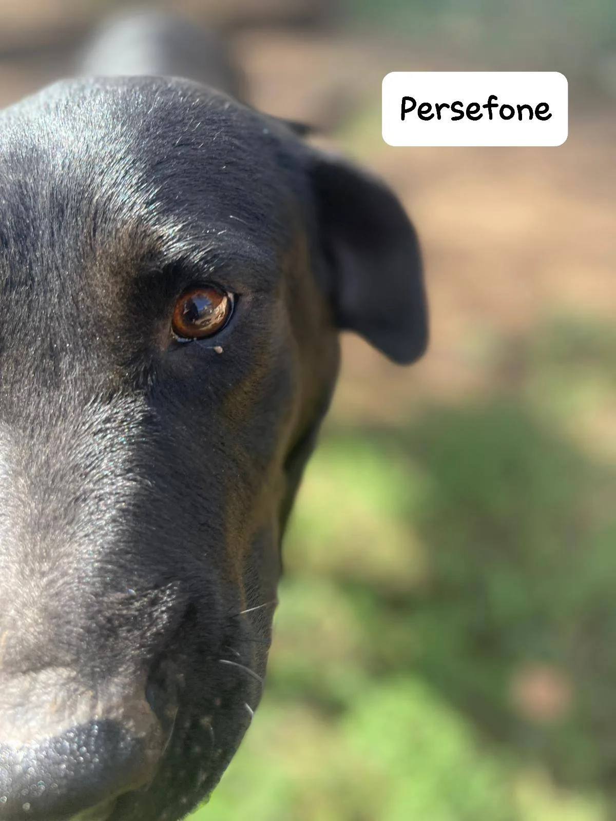 Persefone, cane meticcia in adozione a Latina - foto 2