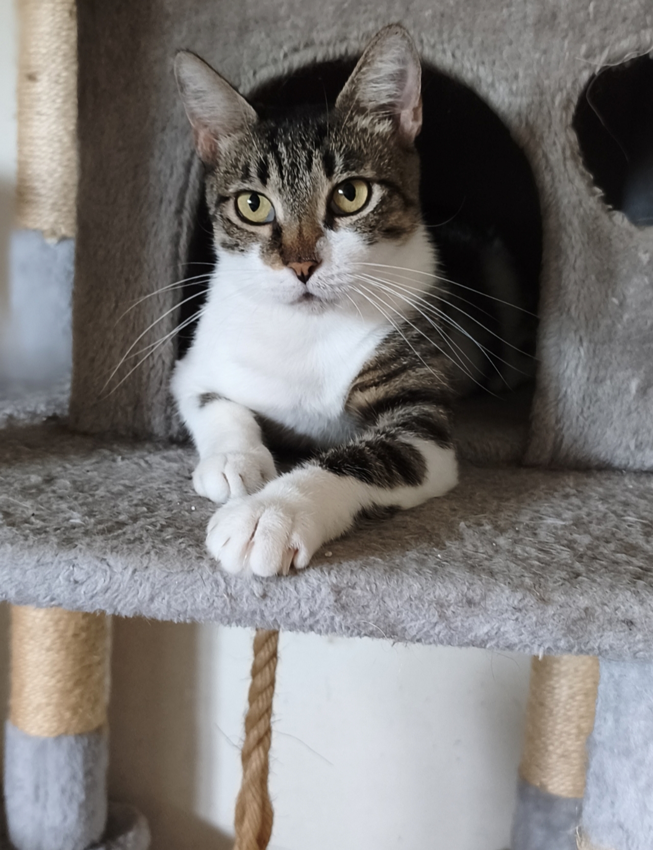 Mimma, gatto Europeo in adozione