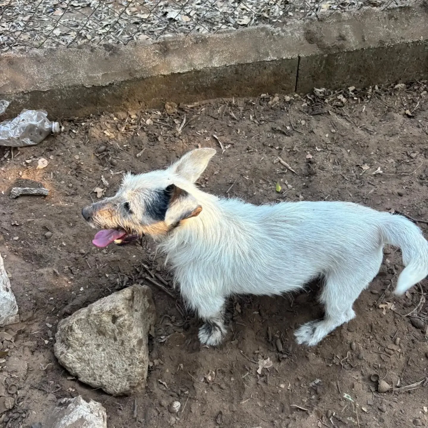 CIACK, cane jack russell in adozione a Latina - foto 4