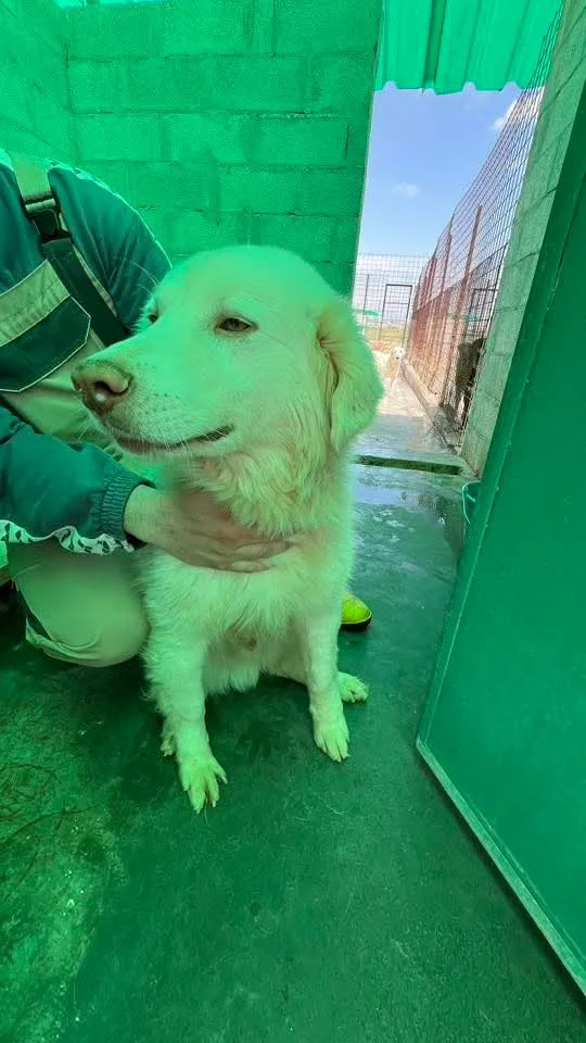 Teo, cane Meticcio in adozione a Siracusa - foto 1