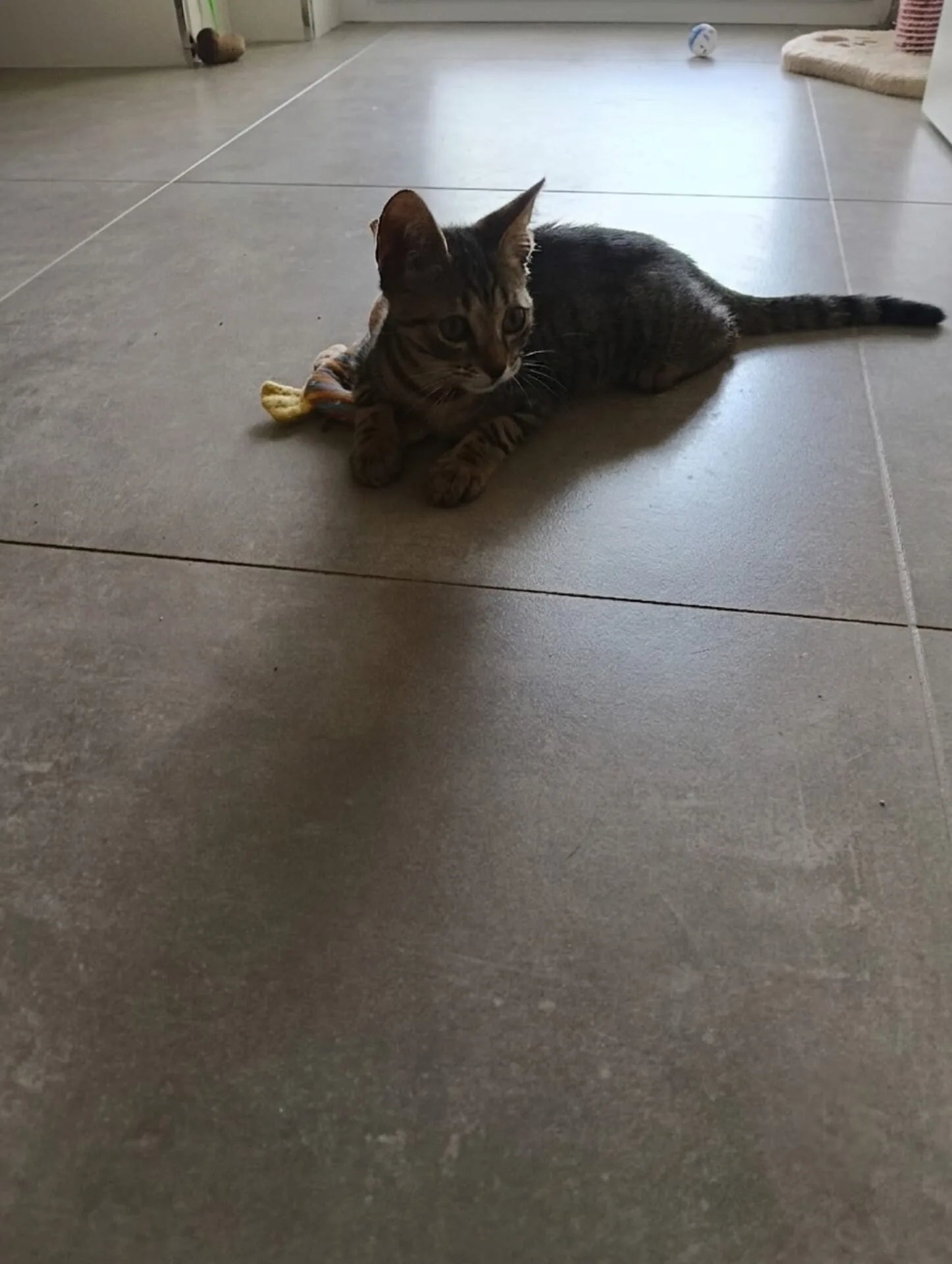 Foto 2 di Calendula, gatto Europeo in adozione