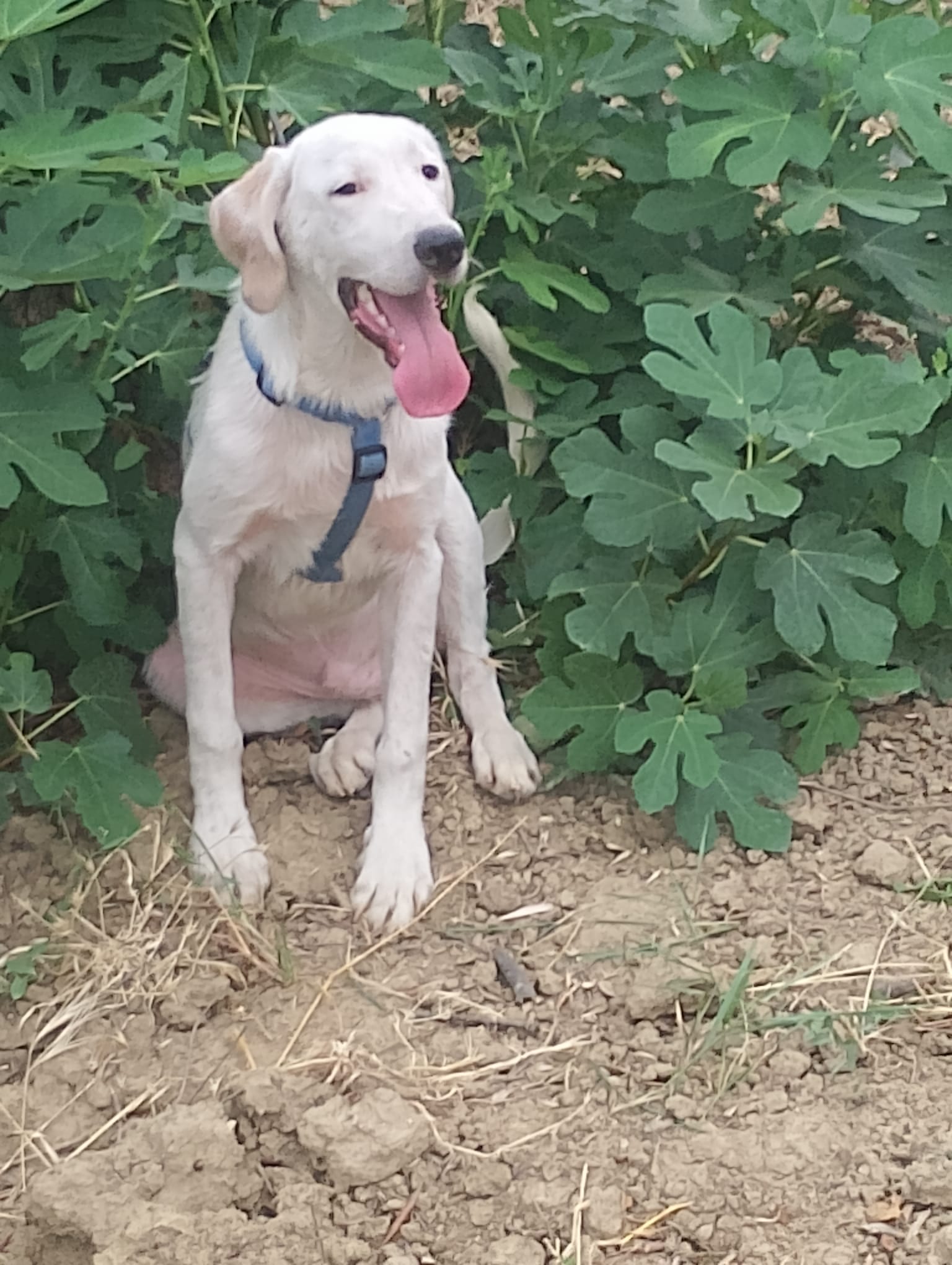 Jack, cane Segugio in adozione a Cosenza - foto 5