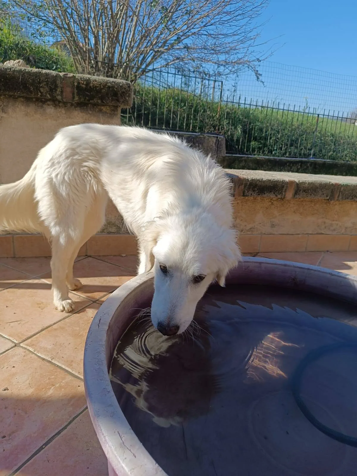 Giulia, cane meticcio in adozione a Latina - foto 2