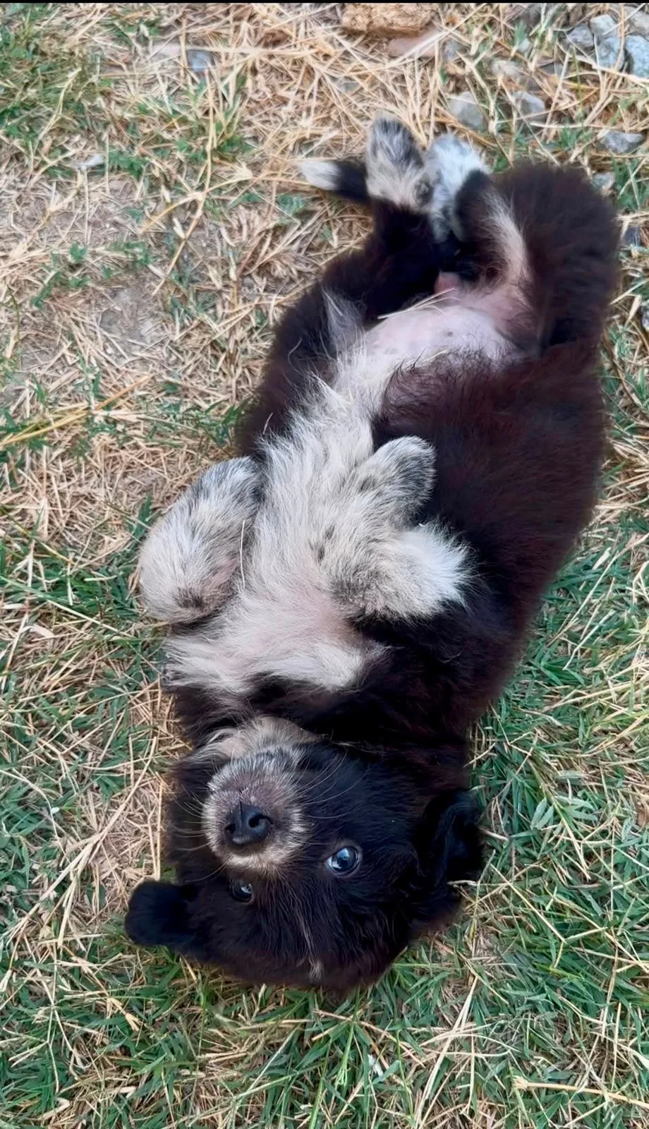Scintilla, cane Meticcio in adozione a Crotone - foto 3