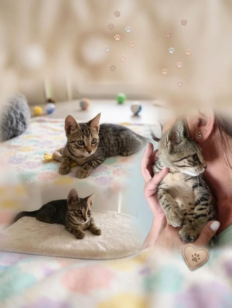 Calendula, gatto Europeo adottato a Bari - foto 5