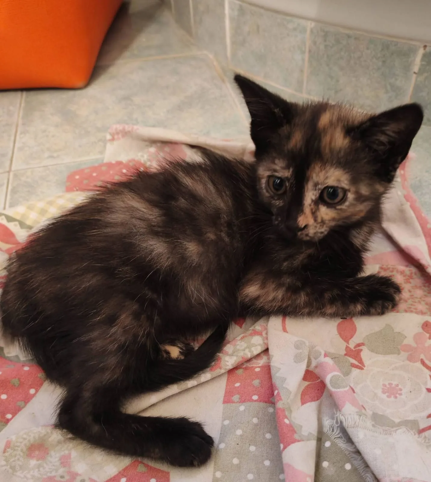 Dolly e Molly, gatto europeo in adozione a Milano - foto 3