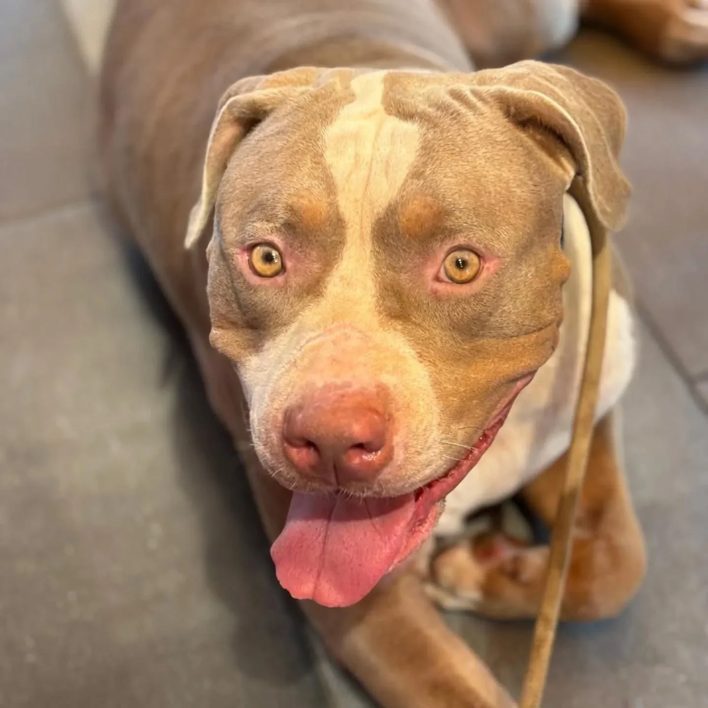 Kaos, cane American Bully XL in adozione a Latina - foto 3