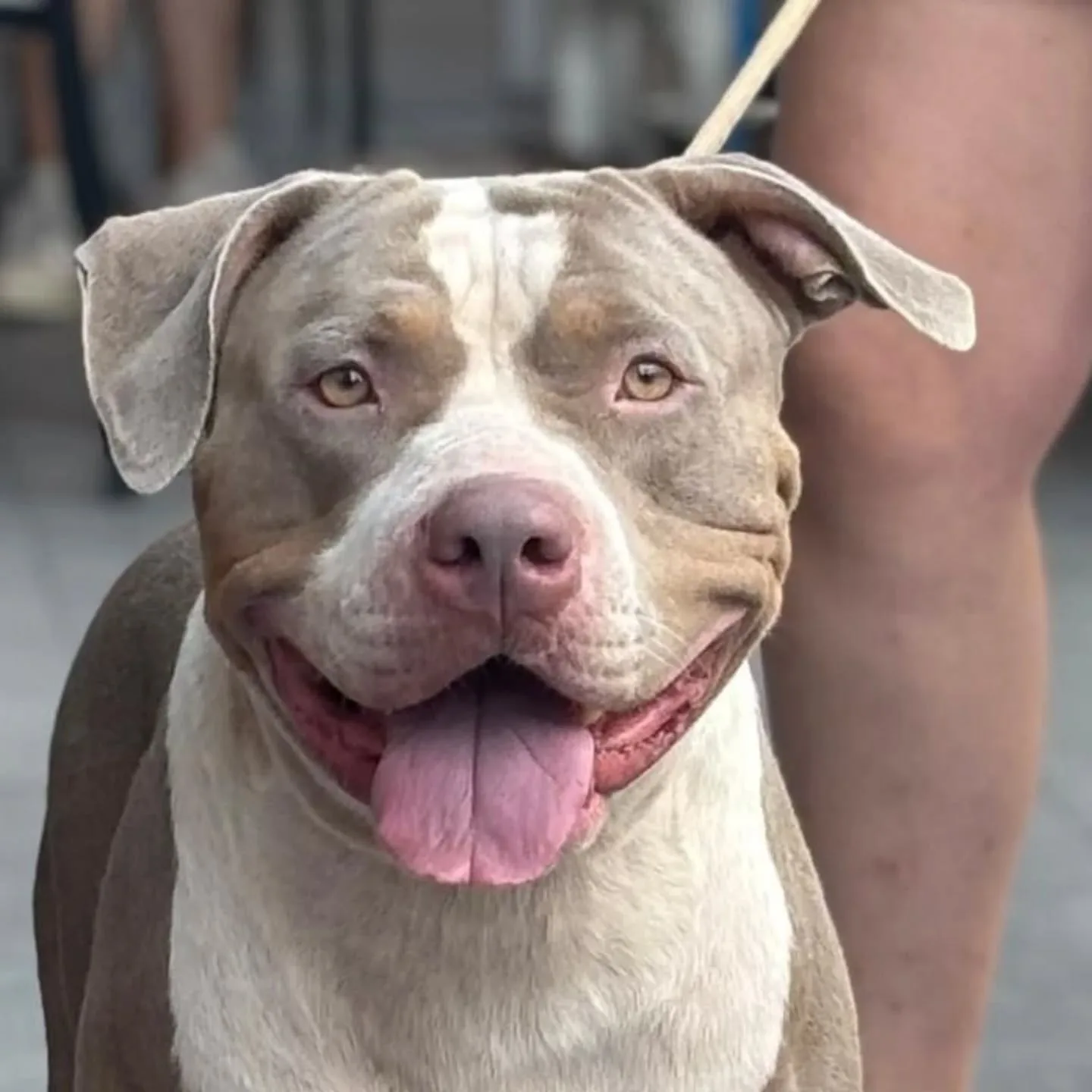 Kaos, cane American Bully XL in adozione a Latina