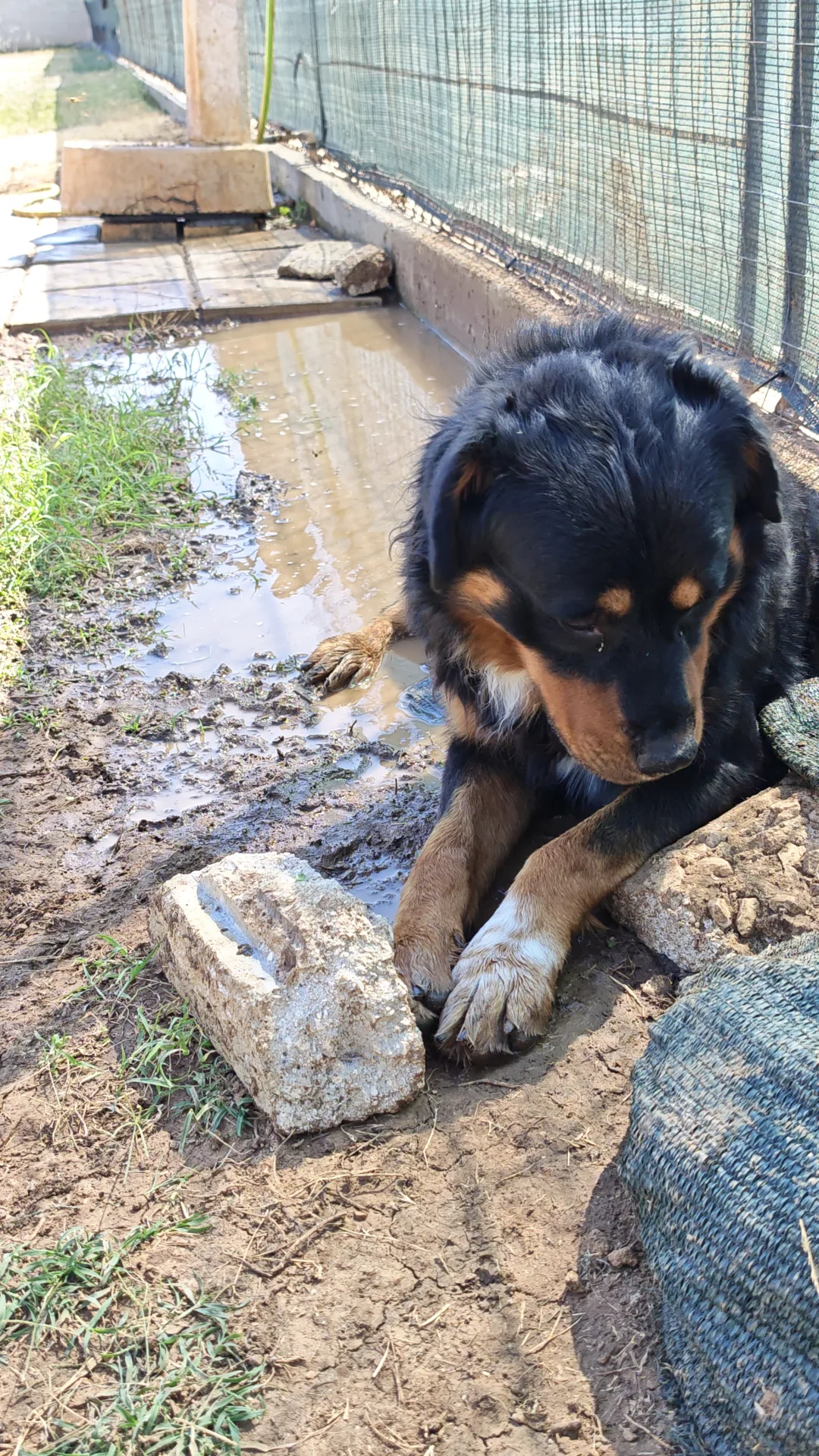 Snoopy, cane Incrocio rottweiler/pastore bernese in adozione a Taranto - foto 2