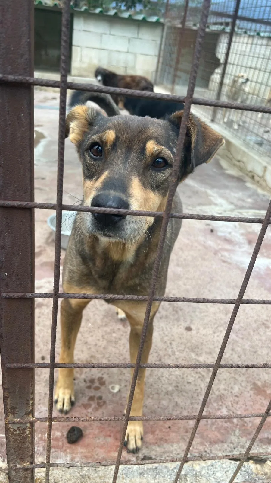Mascherina, cane Meticcio in adozione a Siracusa - foto 4