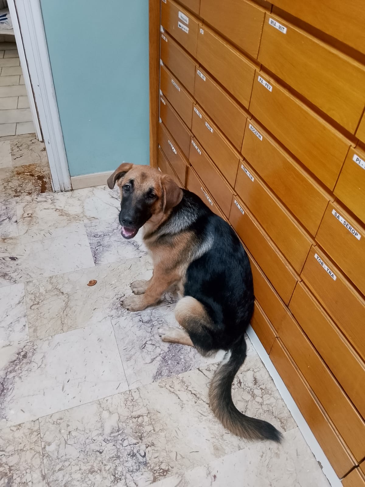 Foto 4 di SARABY, cane Simil Pastorina in adozione