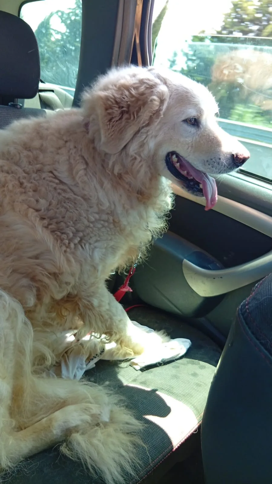 Leo, cane in adozione a Napoli - foto 2