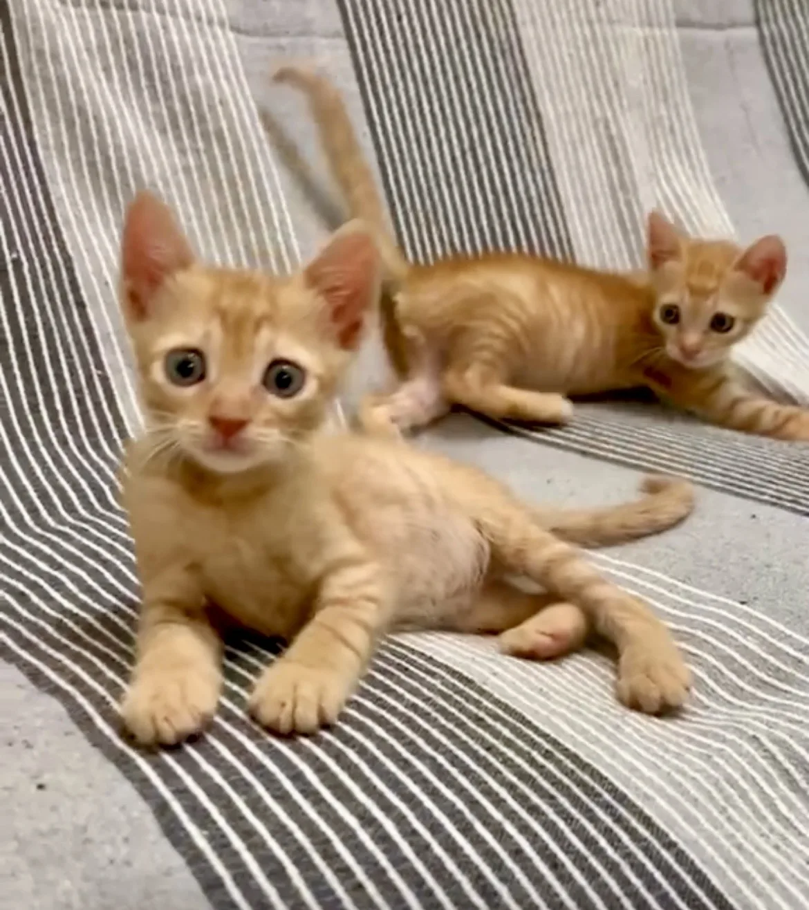 Sirio e Zeus, gatto Europeo in adozione a Roma - foto 1
