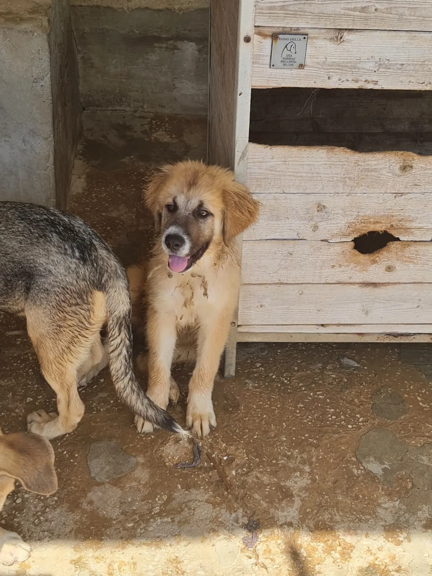 Molly, cane Meticcio in adozione a Trapani - foto 4