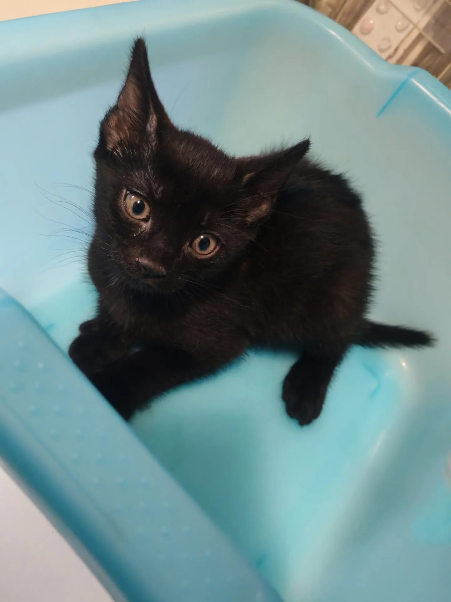Bounty,Mars e Morosita, gatto in adozione a Milano - foto 3
