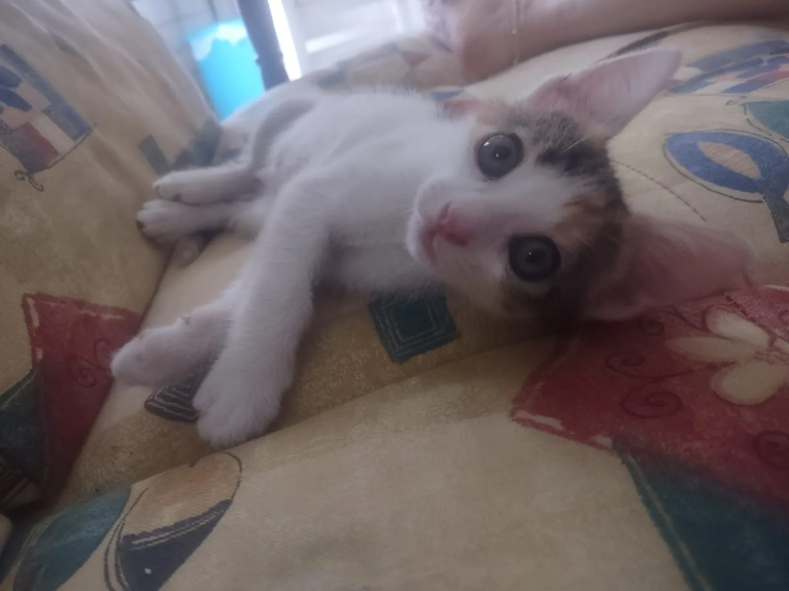 Foto 1 di Sofia, gatto Europea in adozione